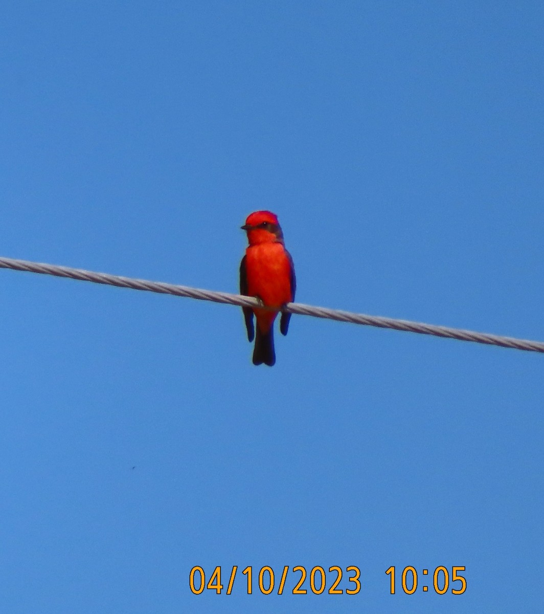 Vermilion Flycatcher - Jane Finneran