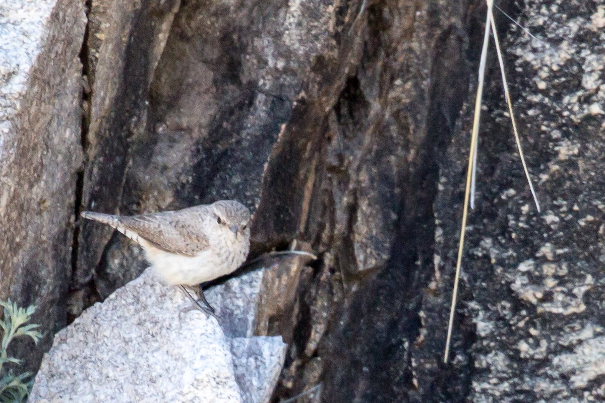 Rock Wren - ML565336161