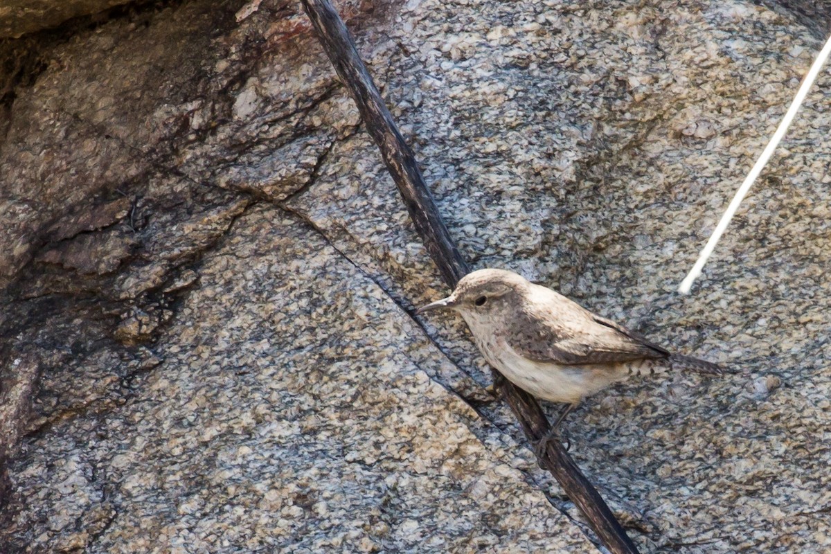 Rock Wren - Roger Kohn