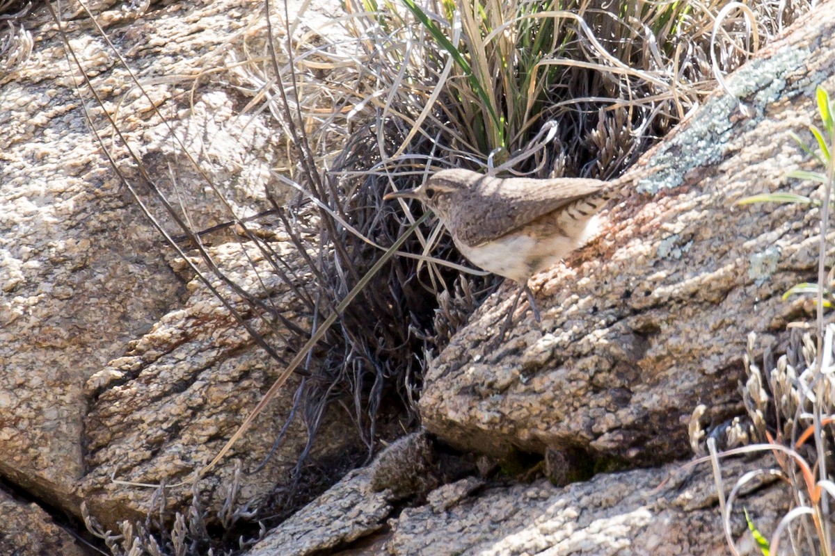 Rock Wren - ML565336181