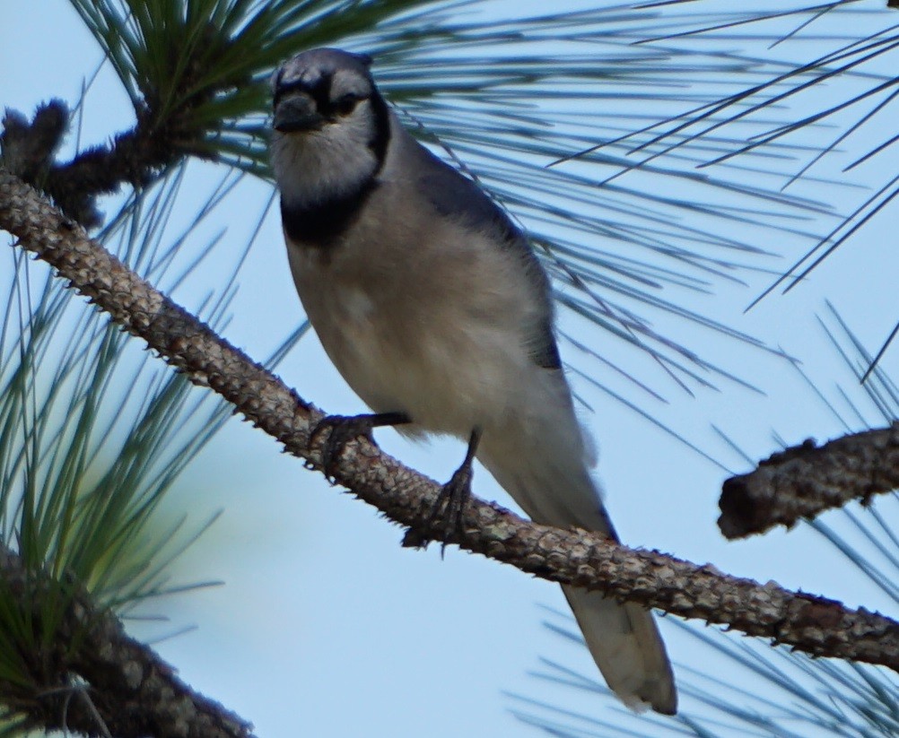 Blue Jay - ML56533681