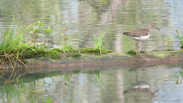 Solitary Sandpiper - ML565338431