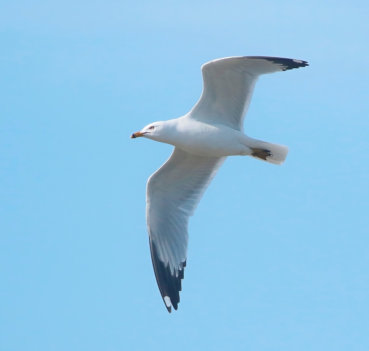 Ring-billed Gull - Mark  Ludwick