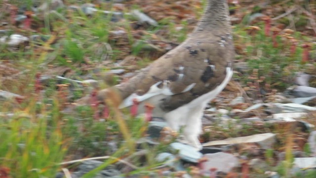 Weißschwanz-Schneehuhn - ML565338621