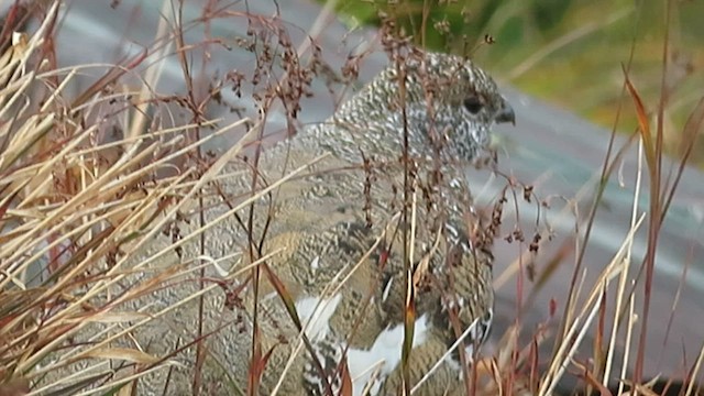 White-tailed Ptarmigan - ML565338801