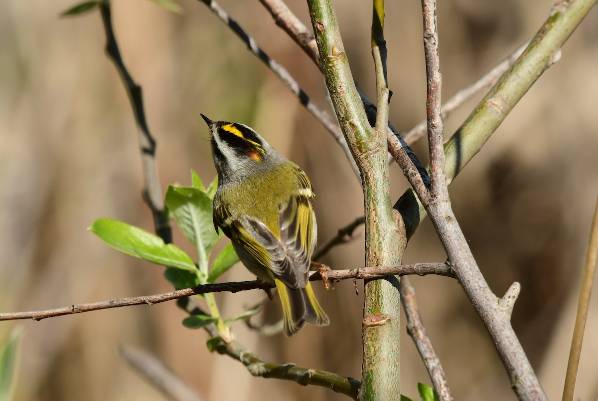 Golden-crowned Kinglet - ML565338991