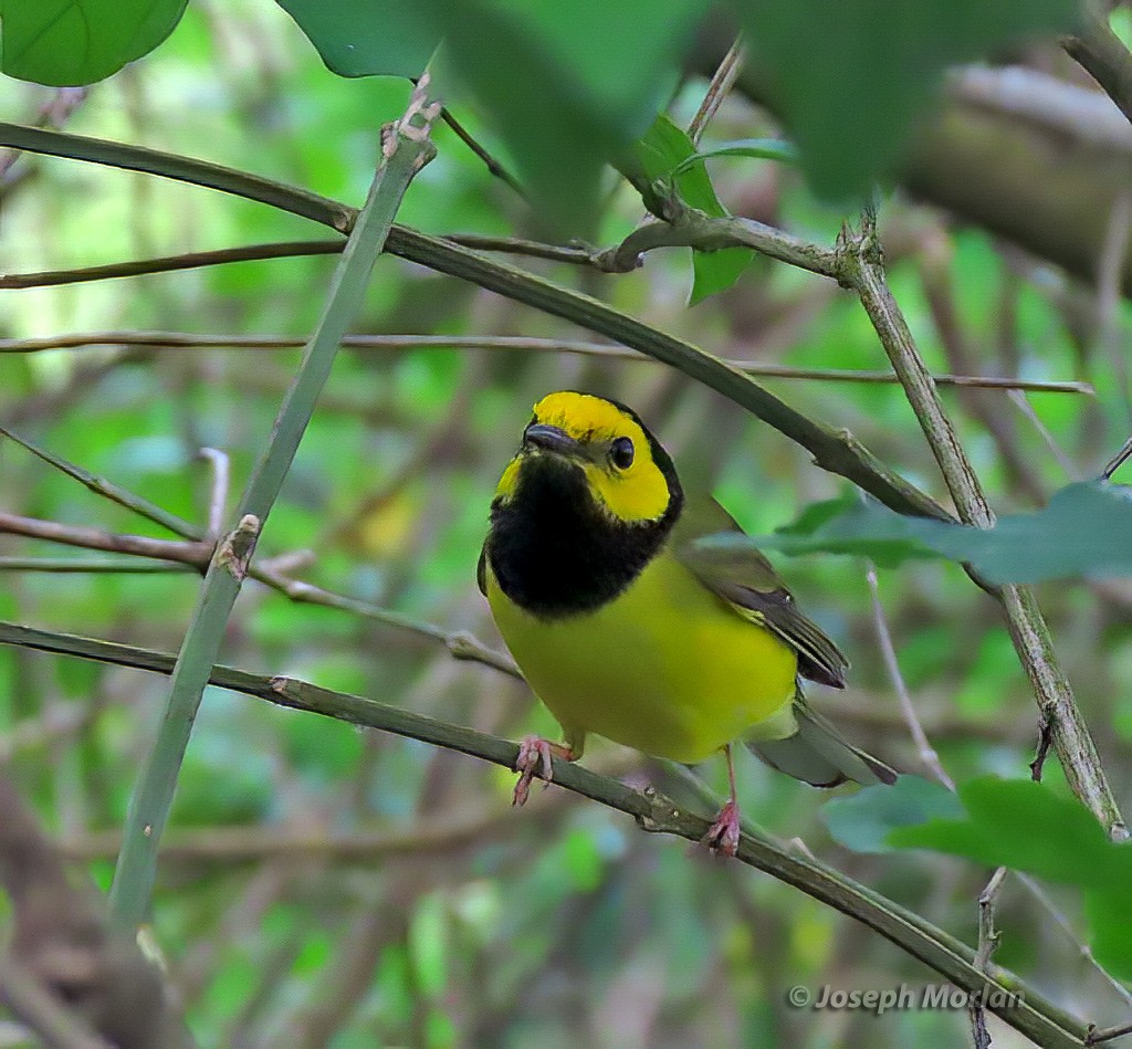 Hooded Warbler - ML565339671