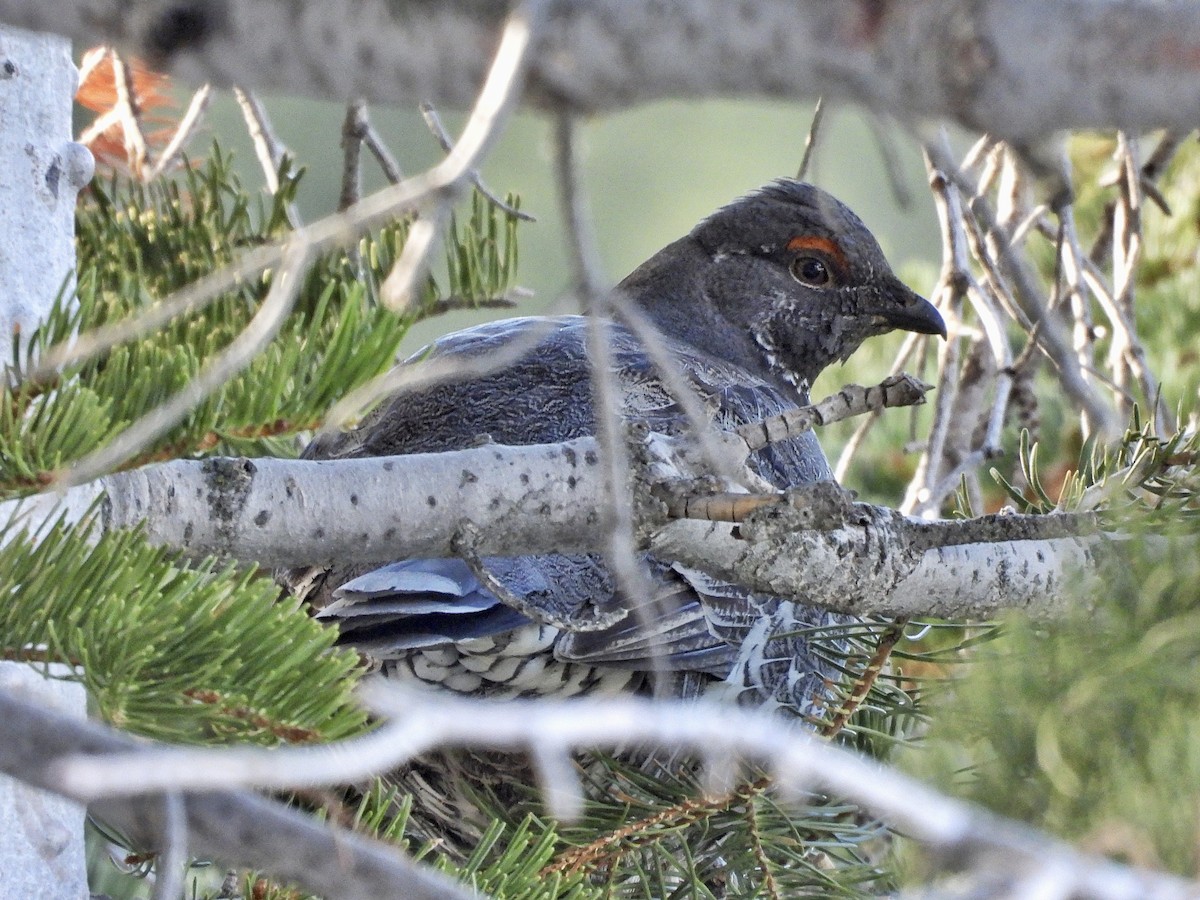 Sooty Grouse - ML565339811