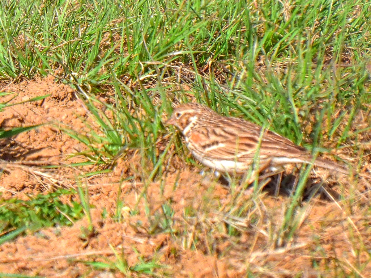 Vesper Sparrow - ML565339841