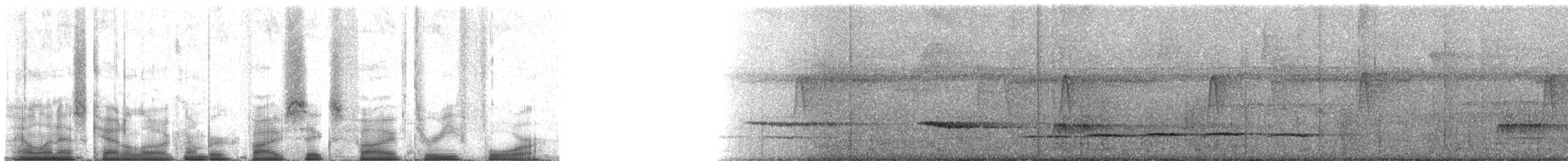 Мурашниця панамська (підвид lizanoi) - ML56534