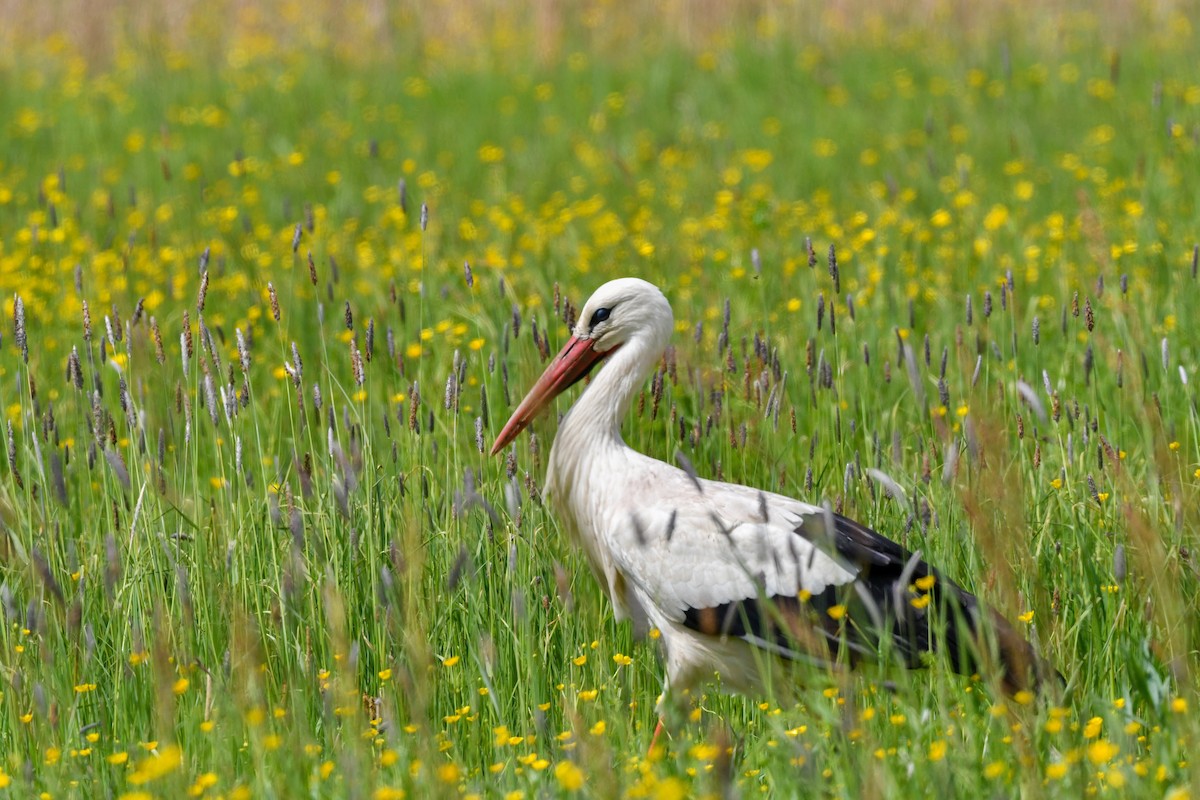 White Stork - ML565340161