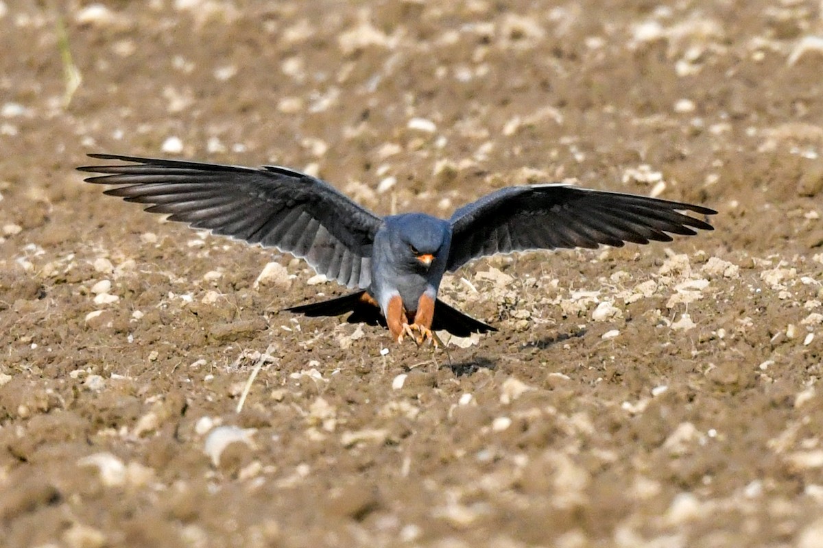 Red-footed Falcon - ML565341931