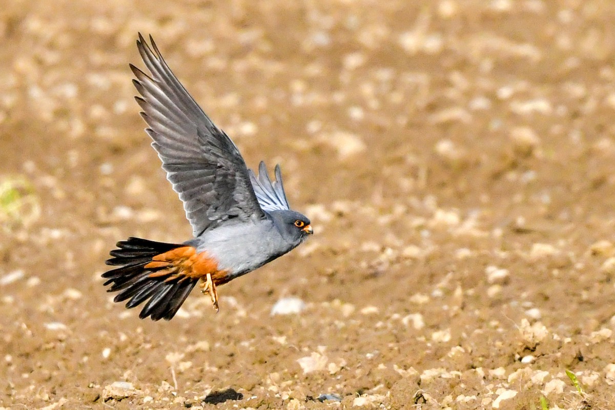 Red-footed Falcon - ML565342191