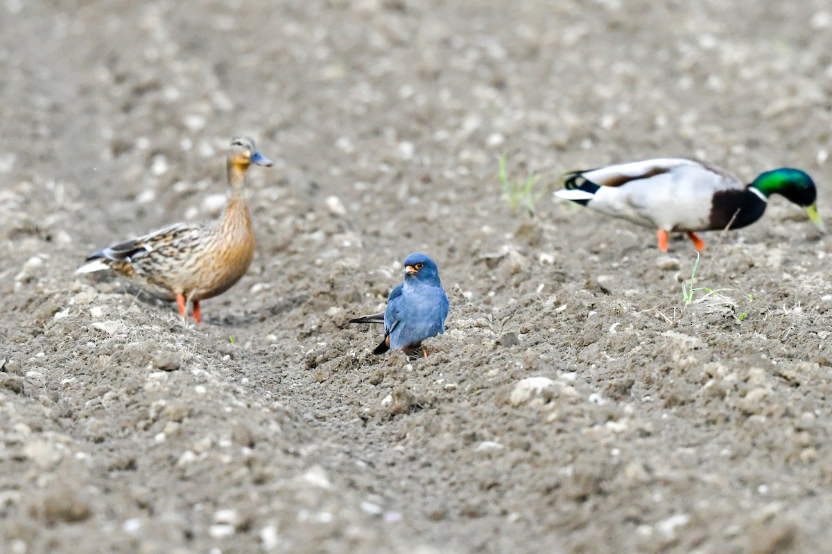 Red-footed Falcon - ML565342551