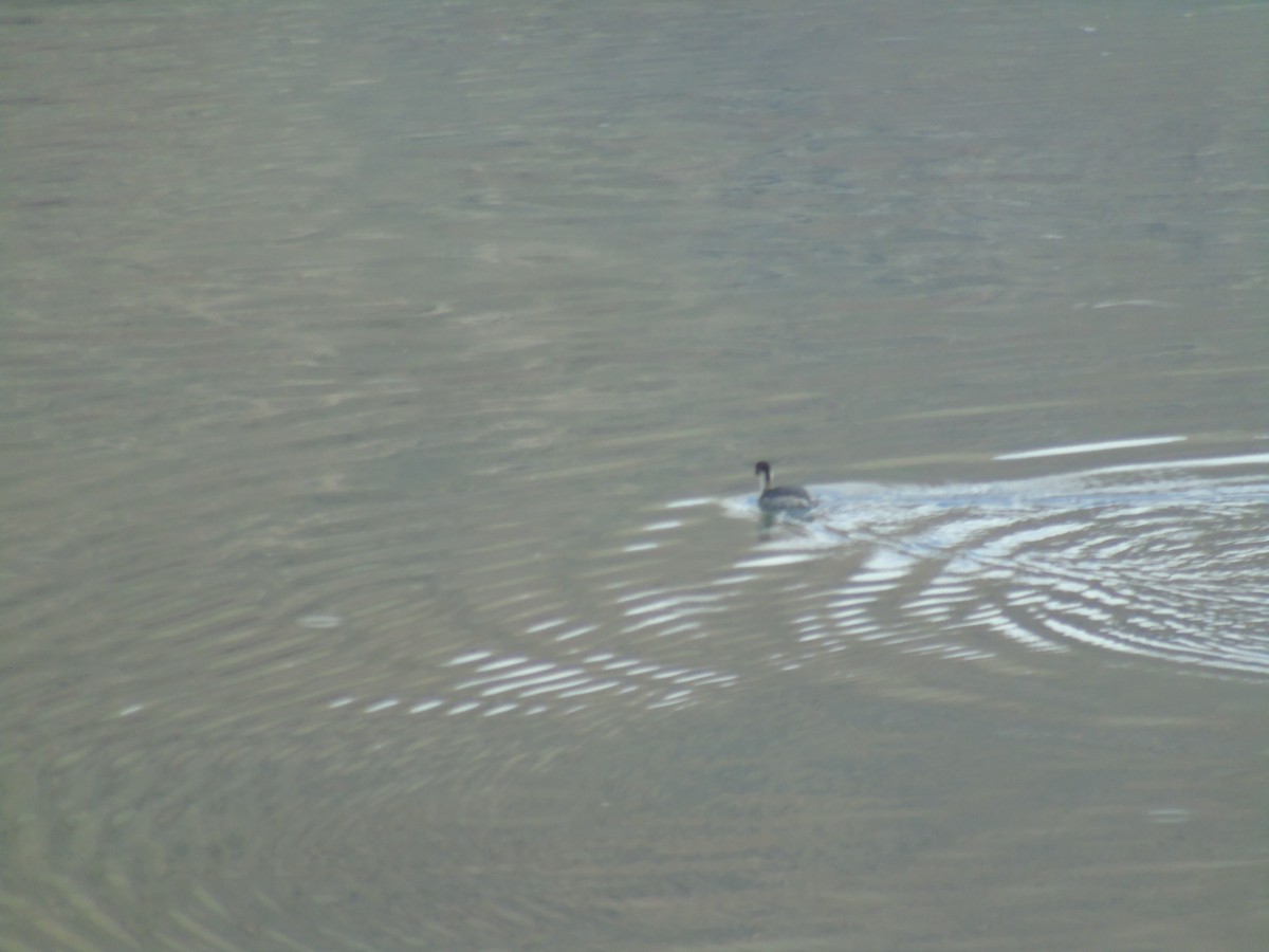Silvery Grebe - ML565344201