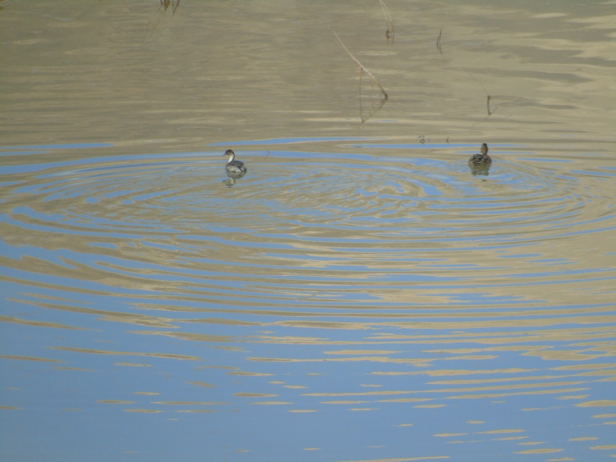 Silvery Grebe - ML565344211