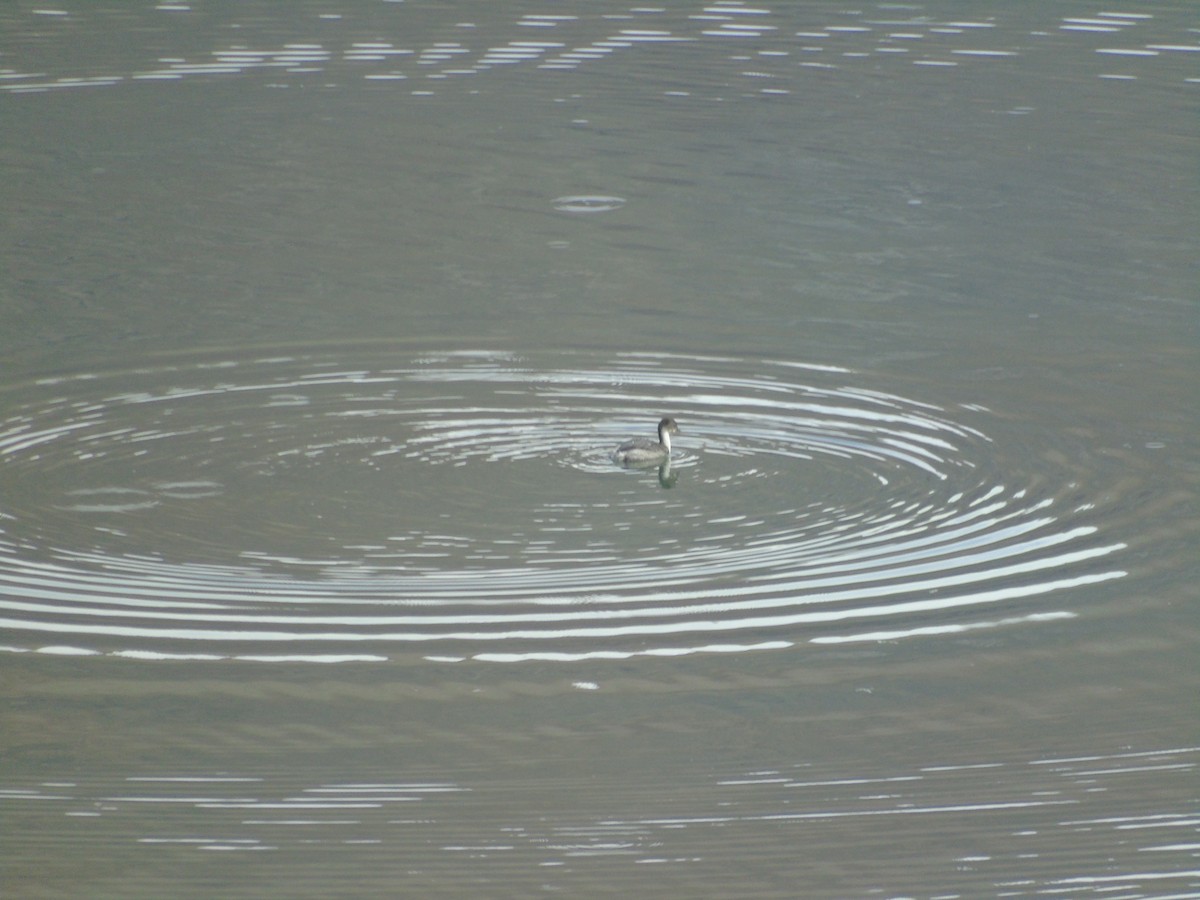 Silvery Grebe - ML565344221