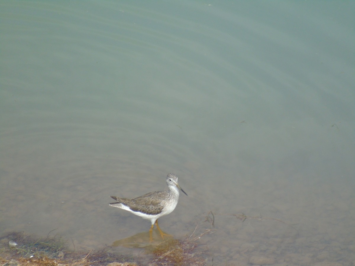 Greater Yellowlegs - ML565344311