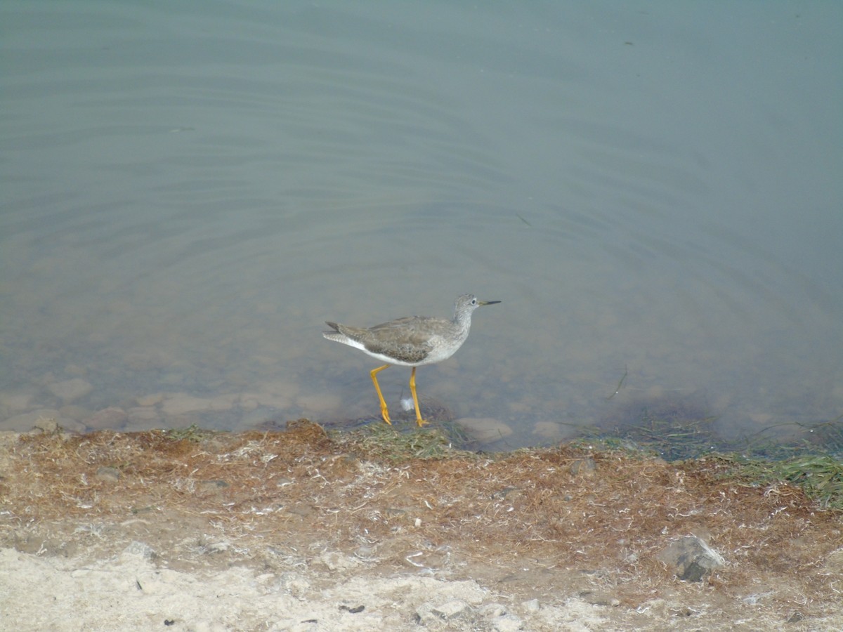 Greater Yellowlegs - ML565344321