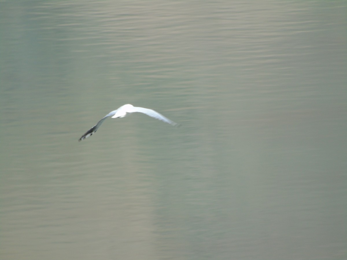 Andean Gull - ML565344581