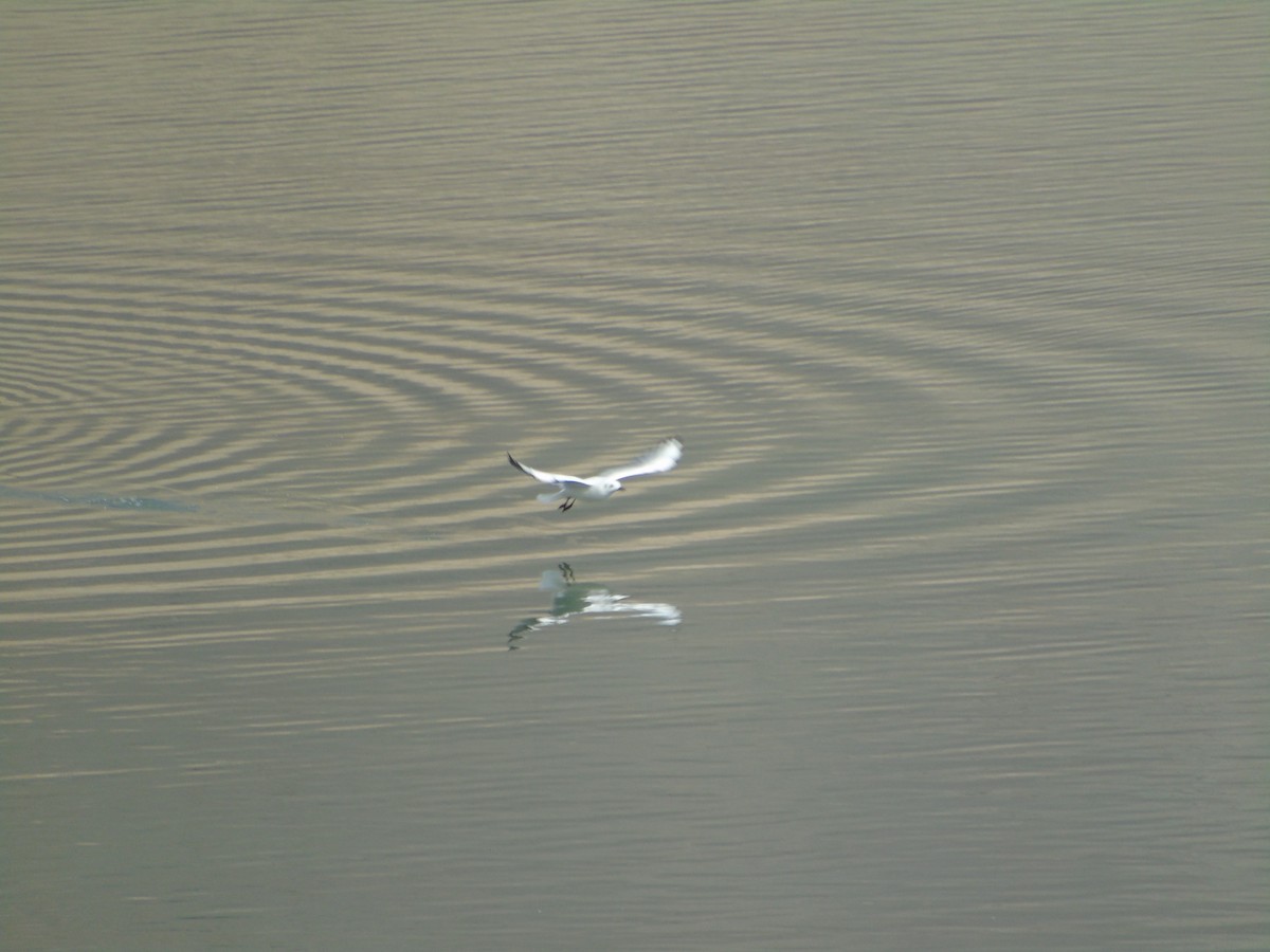 Andean Gull - ML565344601