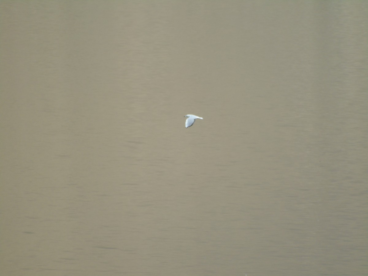 Andean Gull - ML565344611