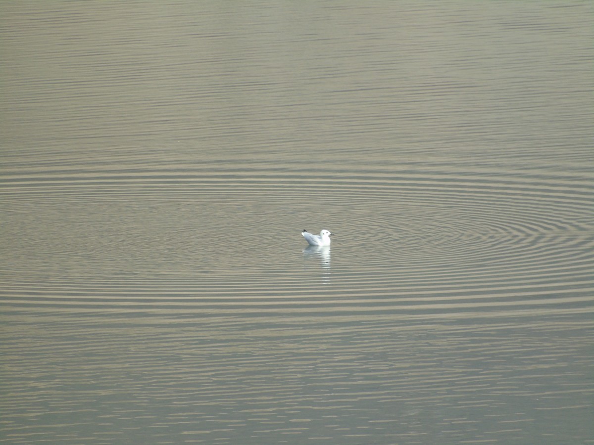 Andean Gull - ML565344621