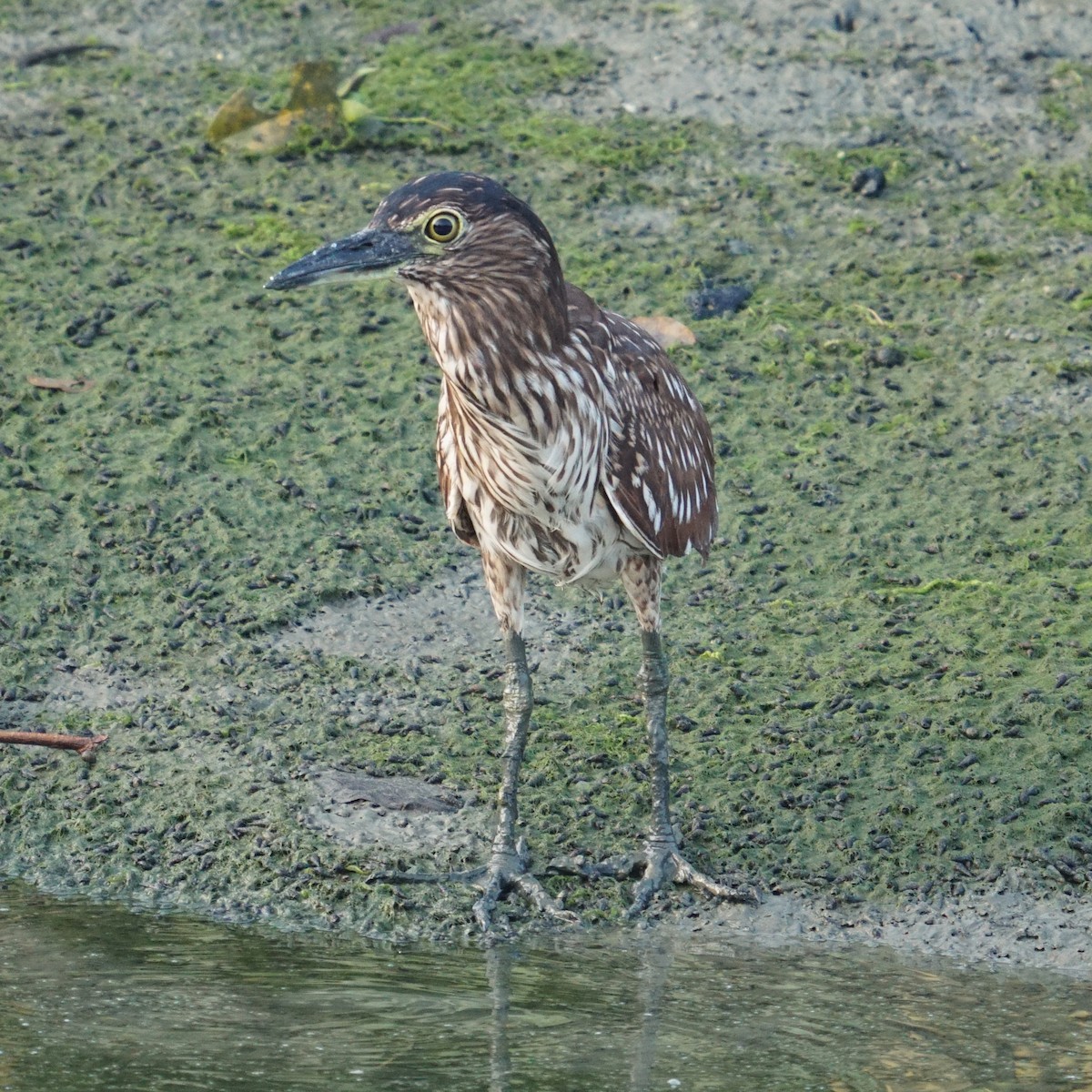 Black-crowned Night Heron - ML565344751