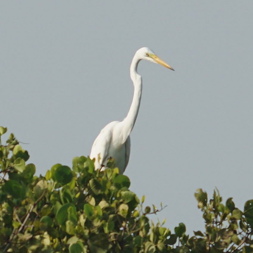 Great Egret - ML565344791