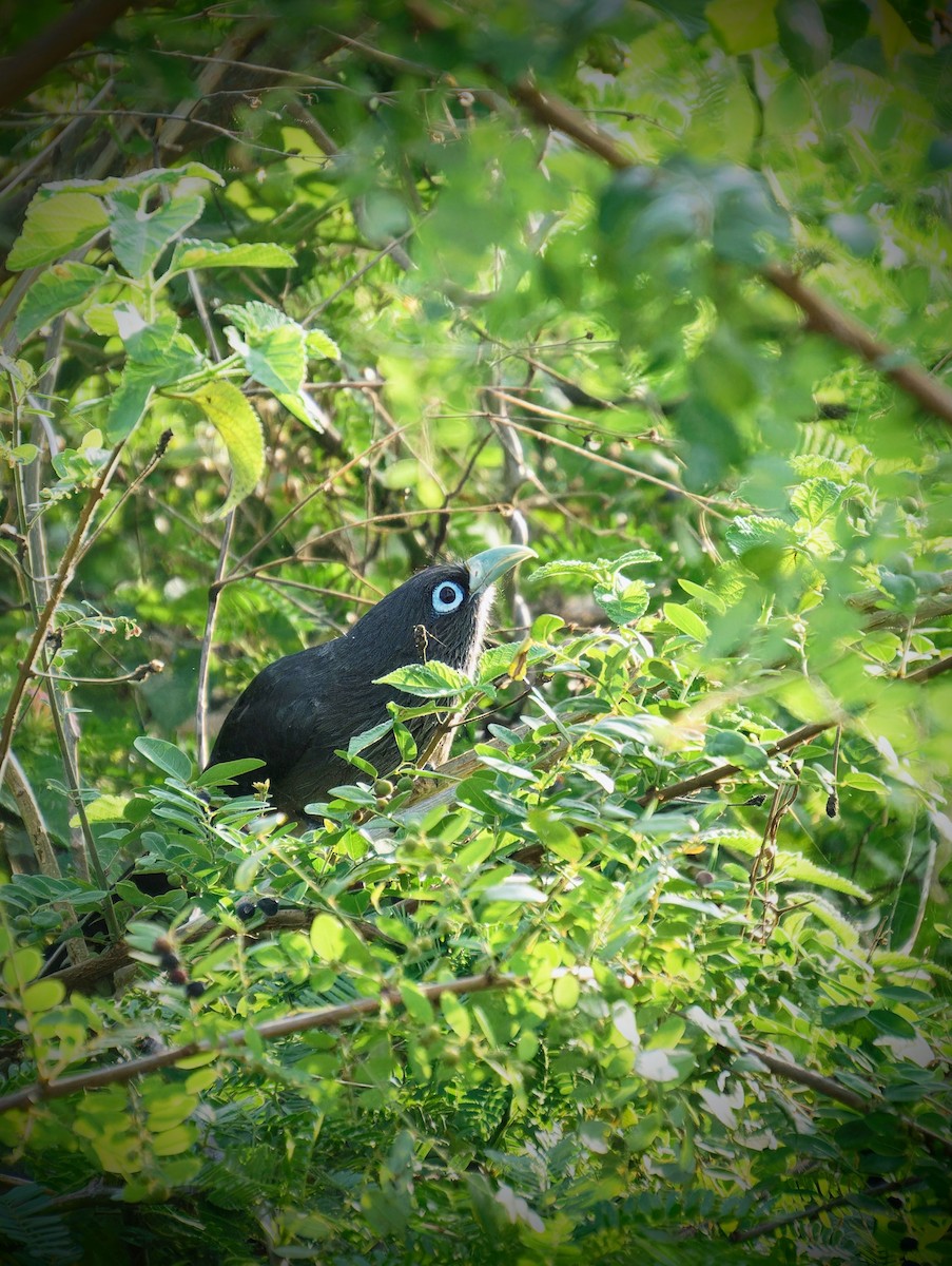 Blue-faced Malkoha - ML565344971