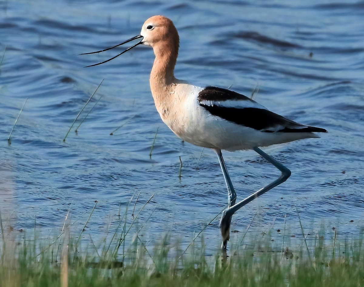 American Avocet - ML565345161