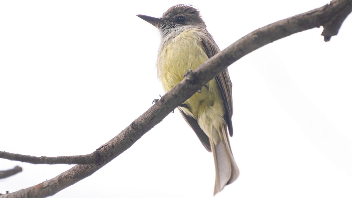 Dusky-capped Flycatcher - ML565345281