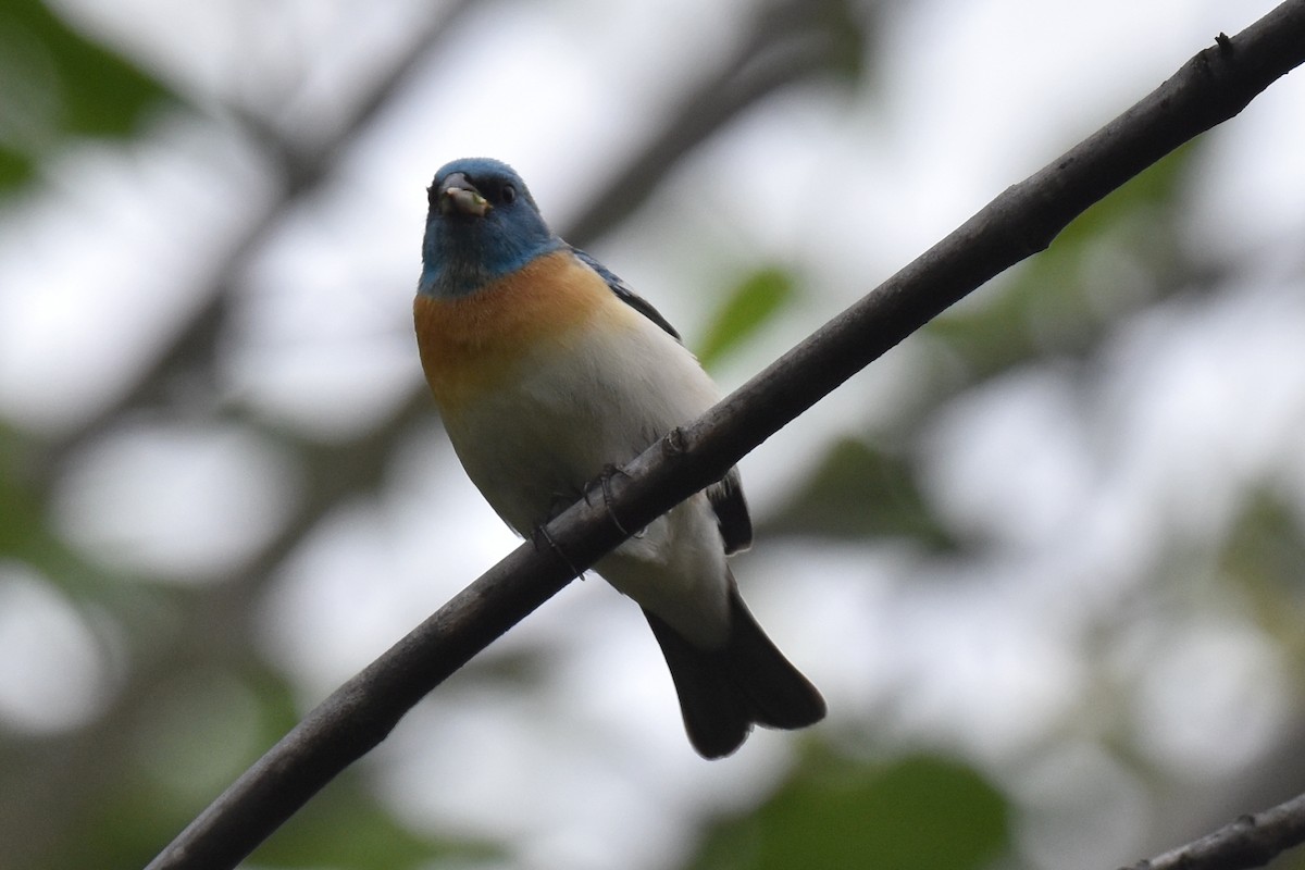 Lazuli Bunting - Naresh Satyan