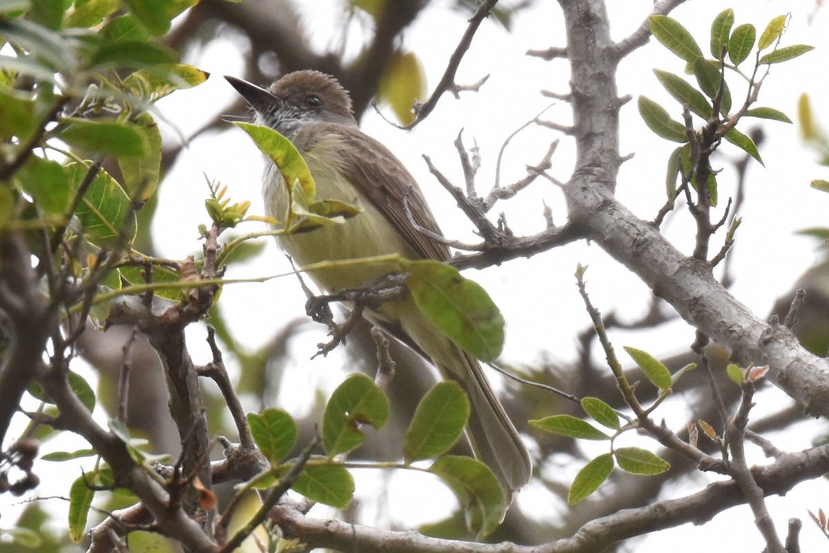 Dusky-capped Flycatcher - ML565345551