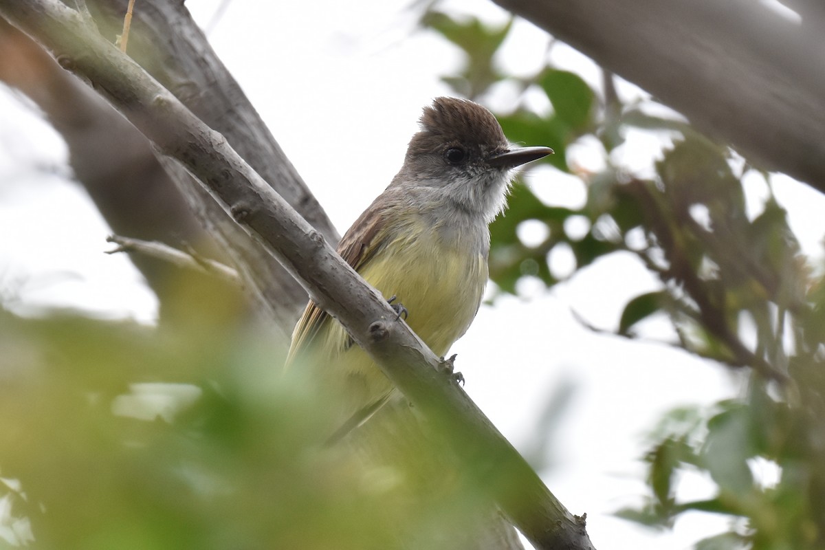 Dusky-capped Flycatcher - ML565345561