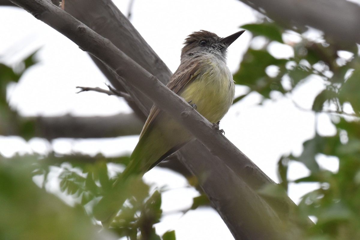 Dusky-capped Flycatcher - ML565345571