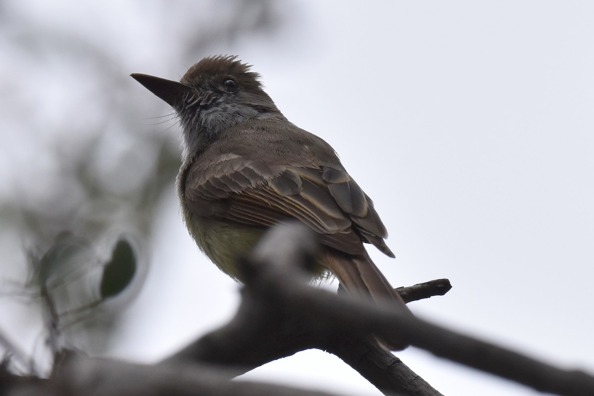 Dusky-capped Flycatcher - ML565345591