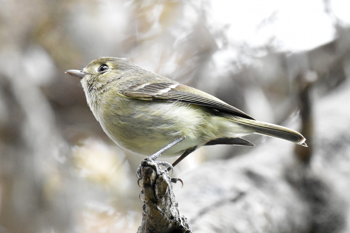 Hutton's Vireo - ML565345631