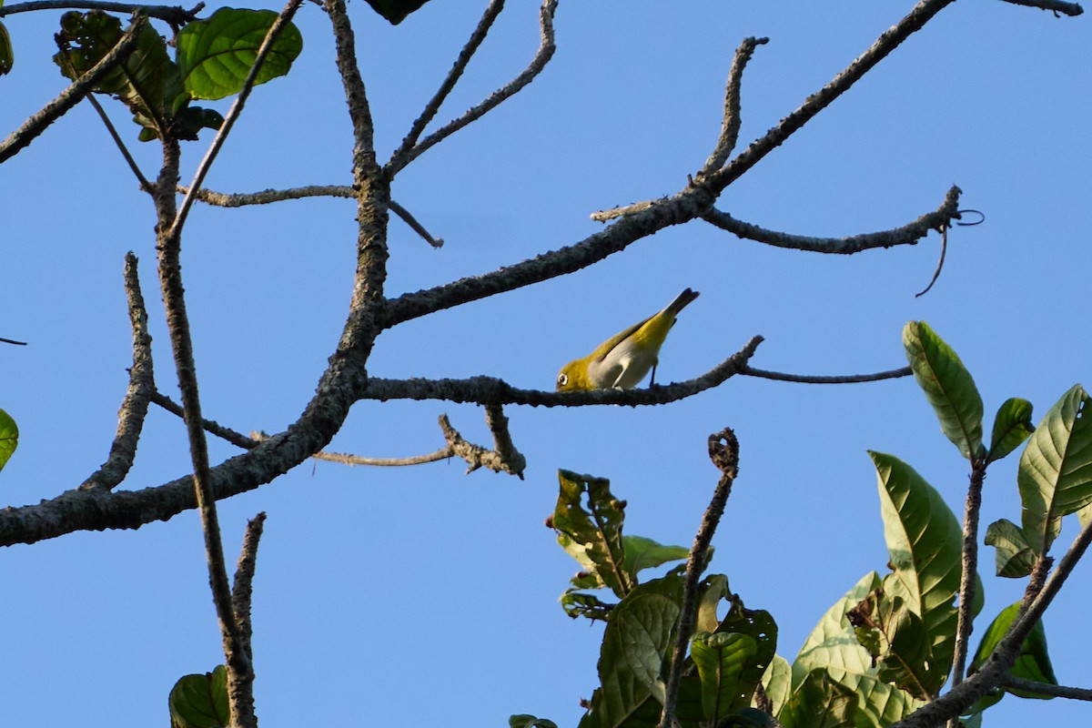 Gangesbrillenvogel - ML565346181