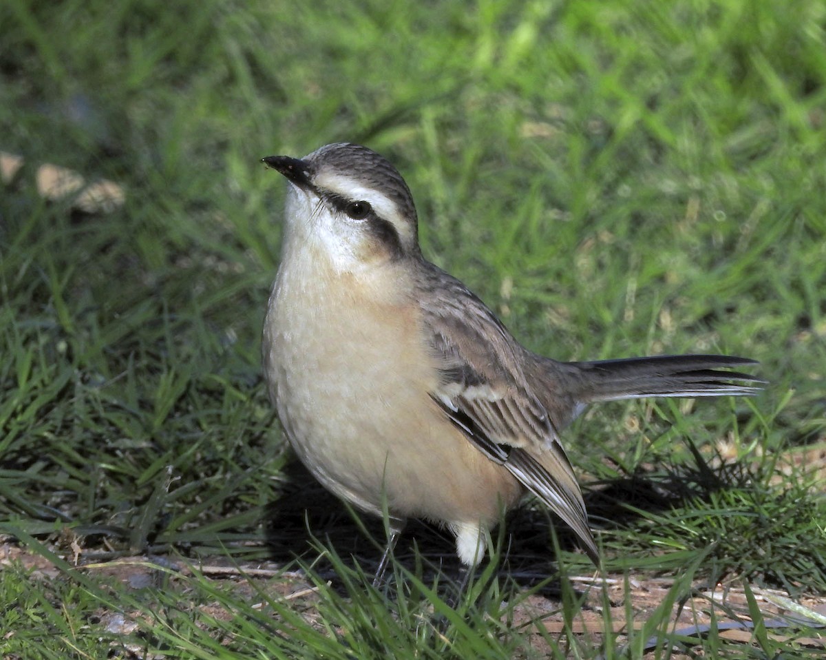 Chalk-browed Mockingbird - ML565346361