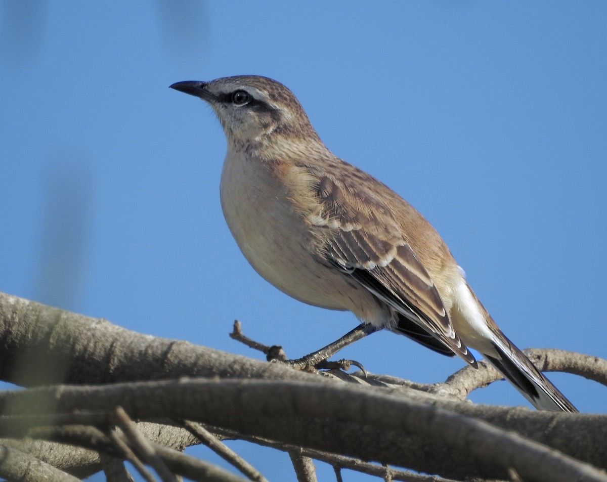 Chalk-browed Mockingbird - ML565346371