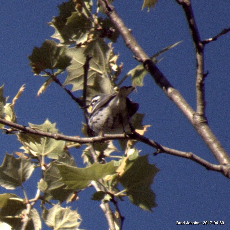 Yellow-throated Warbler - ML56534651