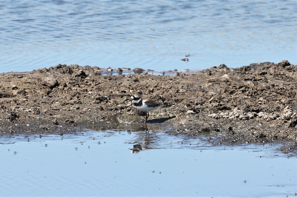 Common Ringed Plover - ML565347181