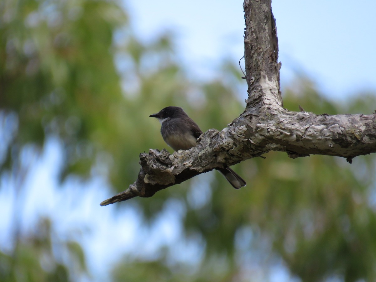 Northern Fantail - ML565347541