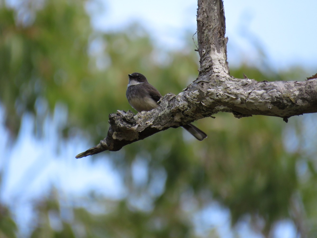 Northern Fantail - ML565347551