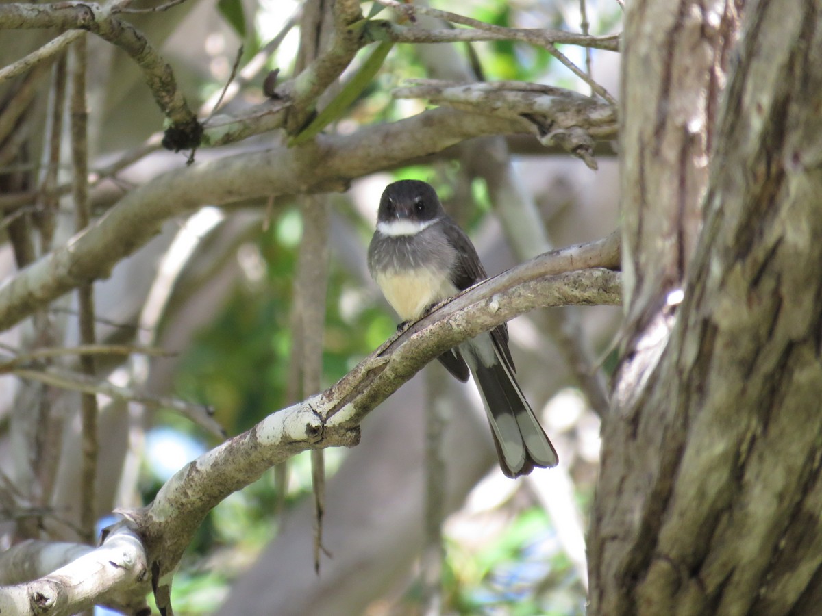 Northern Fantail - ML565347571