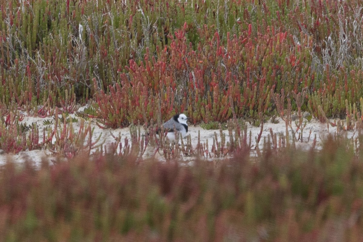 White-fronted Chat - Richard and Margaret Alcorn