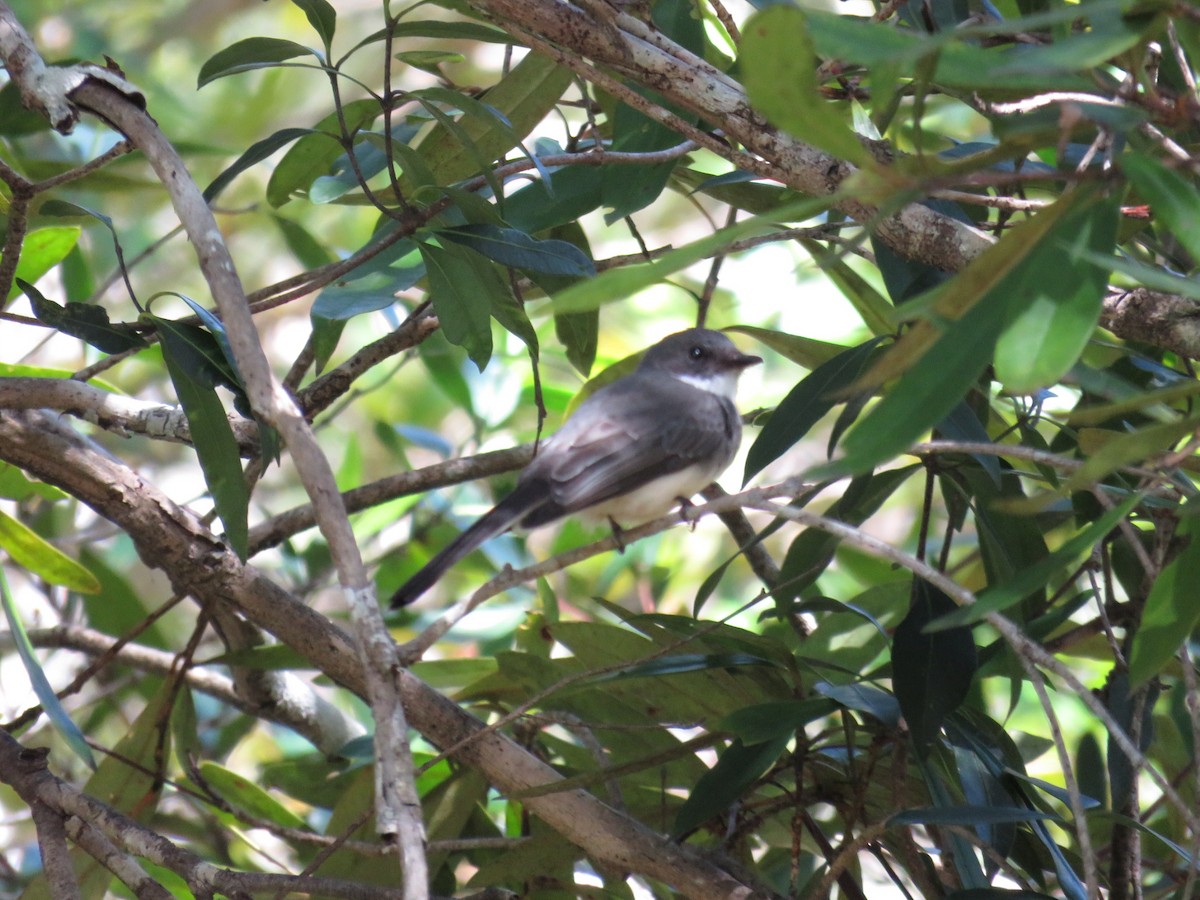 Northern Fantail - ML565347901