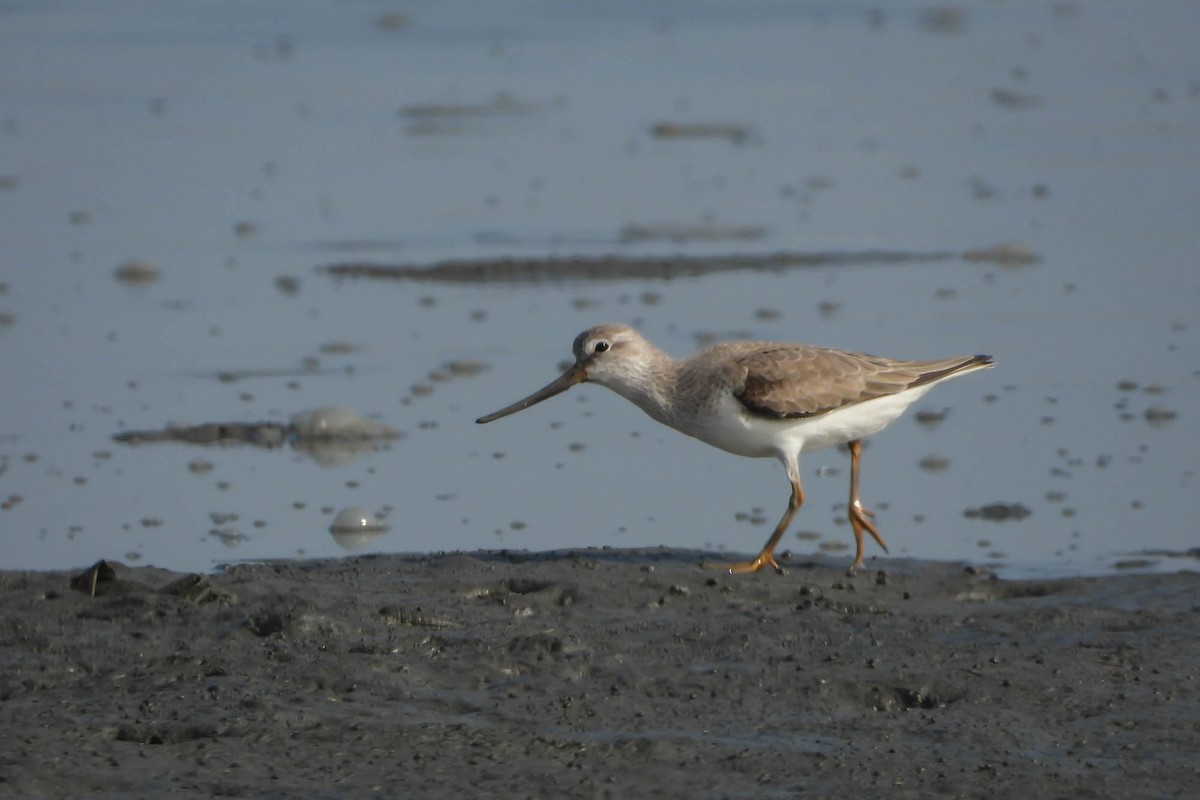 Terekwasserläufer - ML565348521