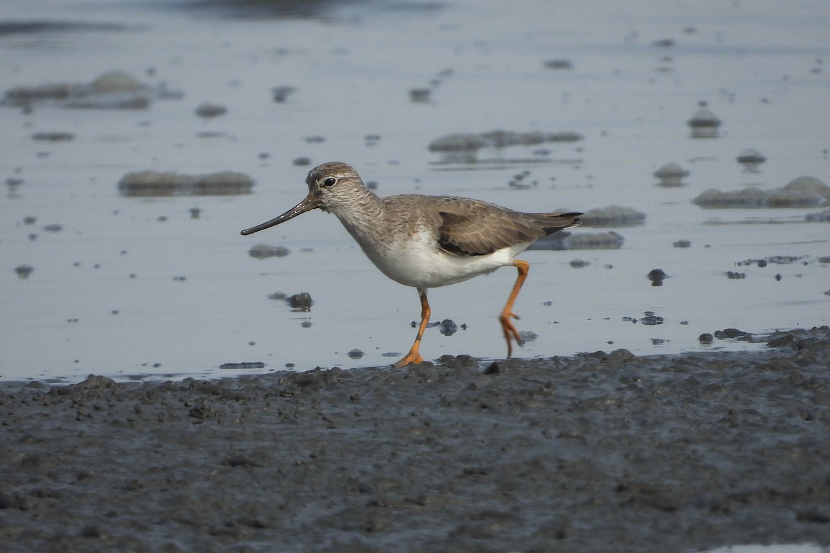 Terekwasserläufer - ML565348531